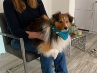 Massage f&uuml;r den Hund - sensomotorische Reize f&uuml;r den Mensch